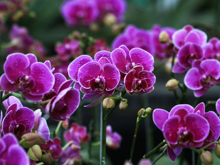 Dia do Orquidófilo