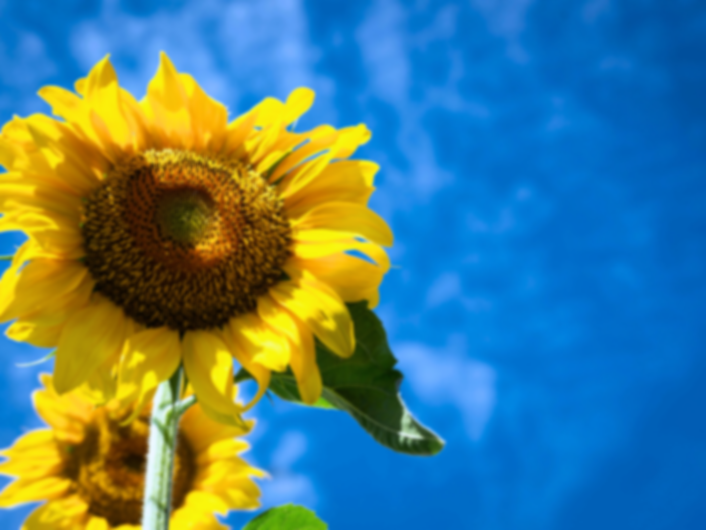 National Sunflower Day