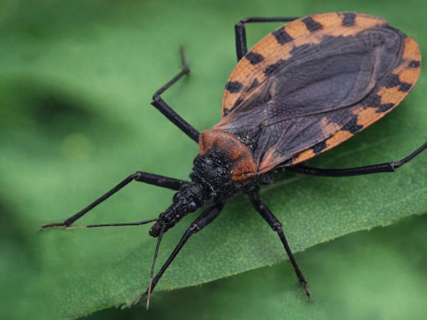 Dia Mundial da Doença de Chagas