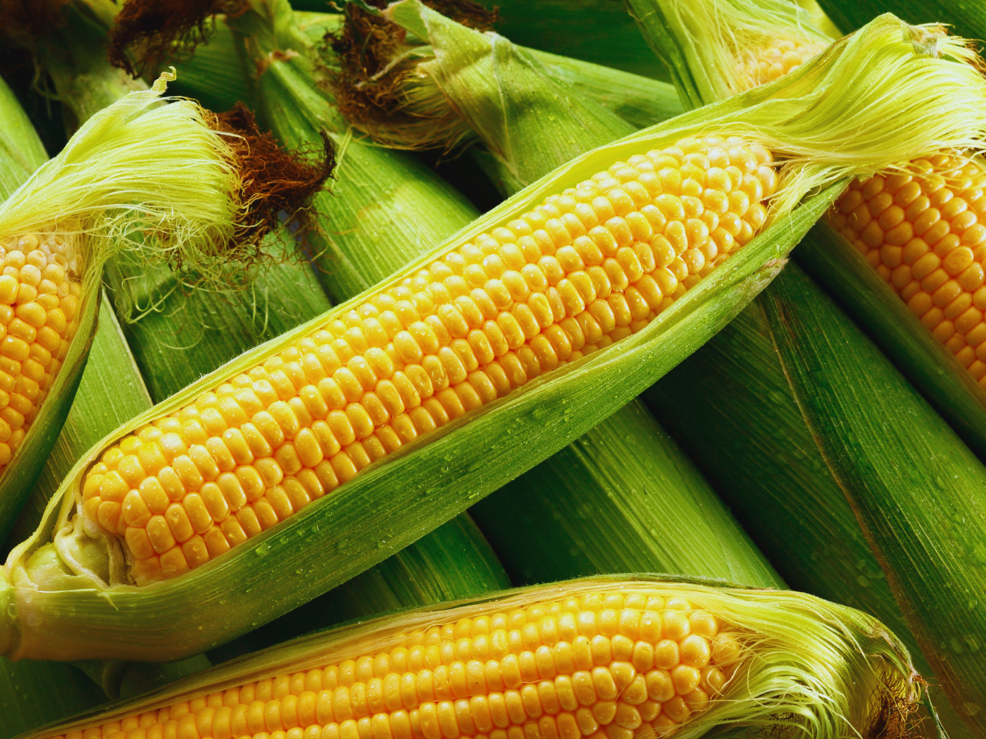 Dia Internacional do Milho