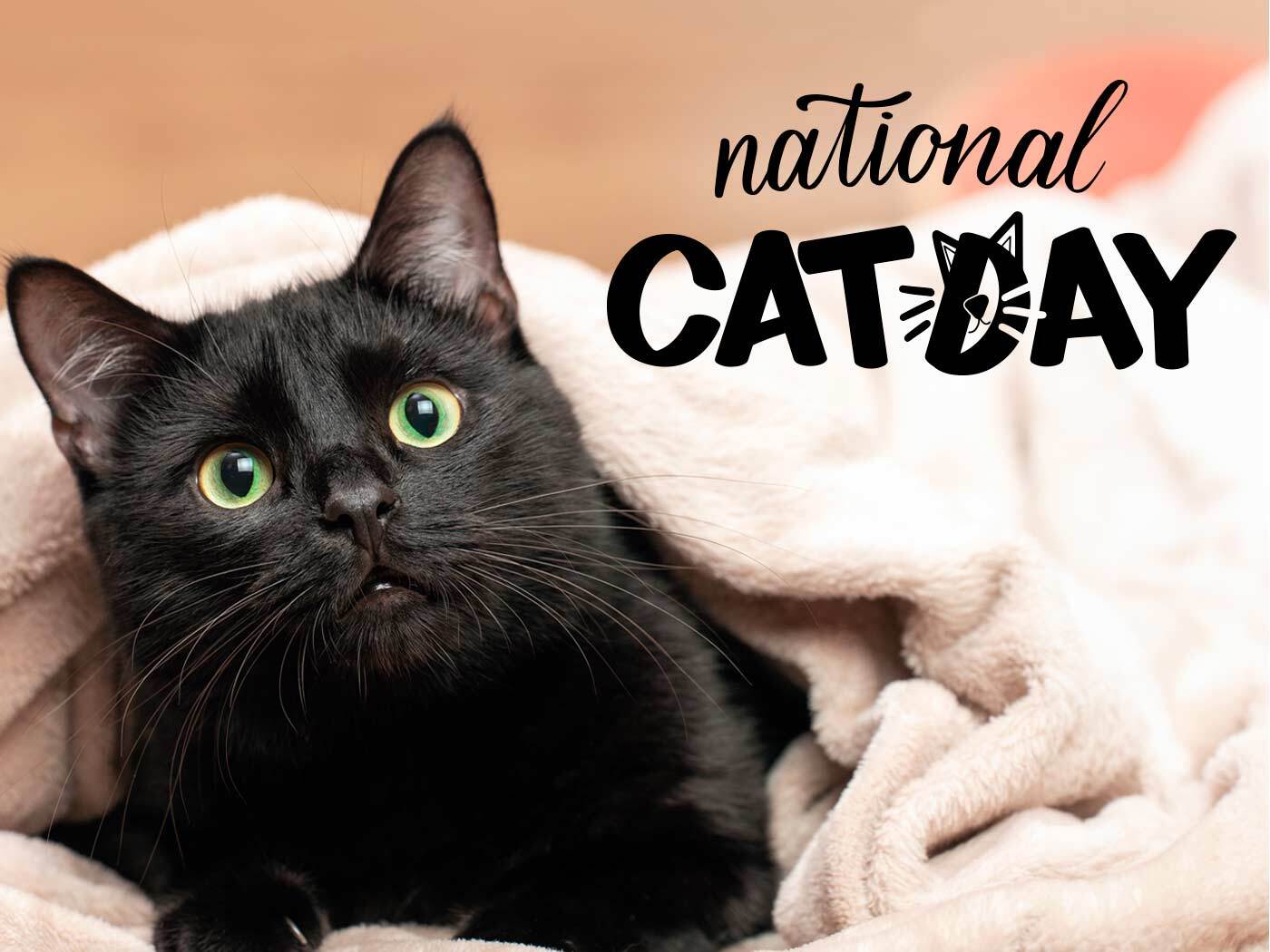 National Cat Day | October 29 - Calendarr