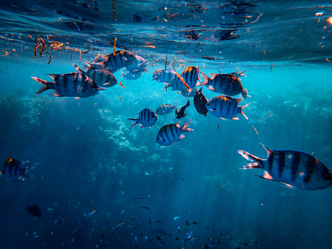 Dia Mundial da Migração dos Peixes
