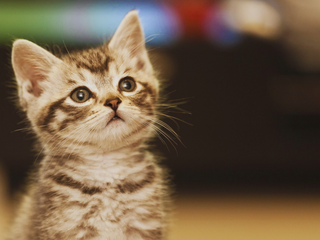 Dia Mundial do Gato