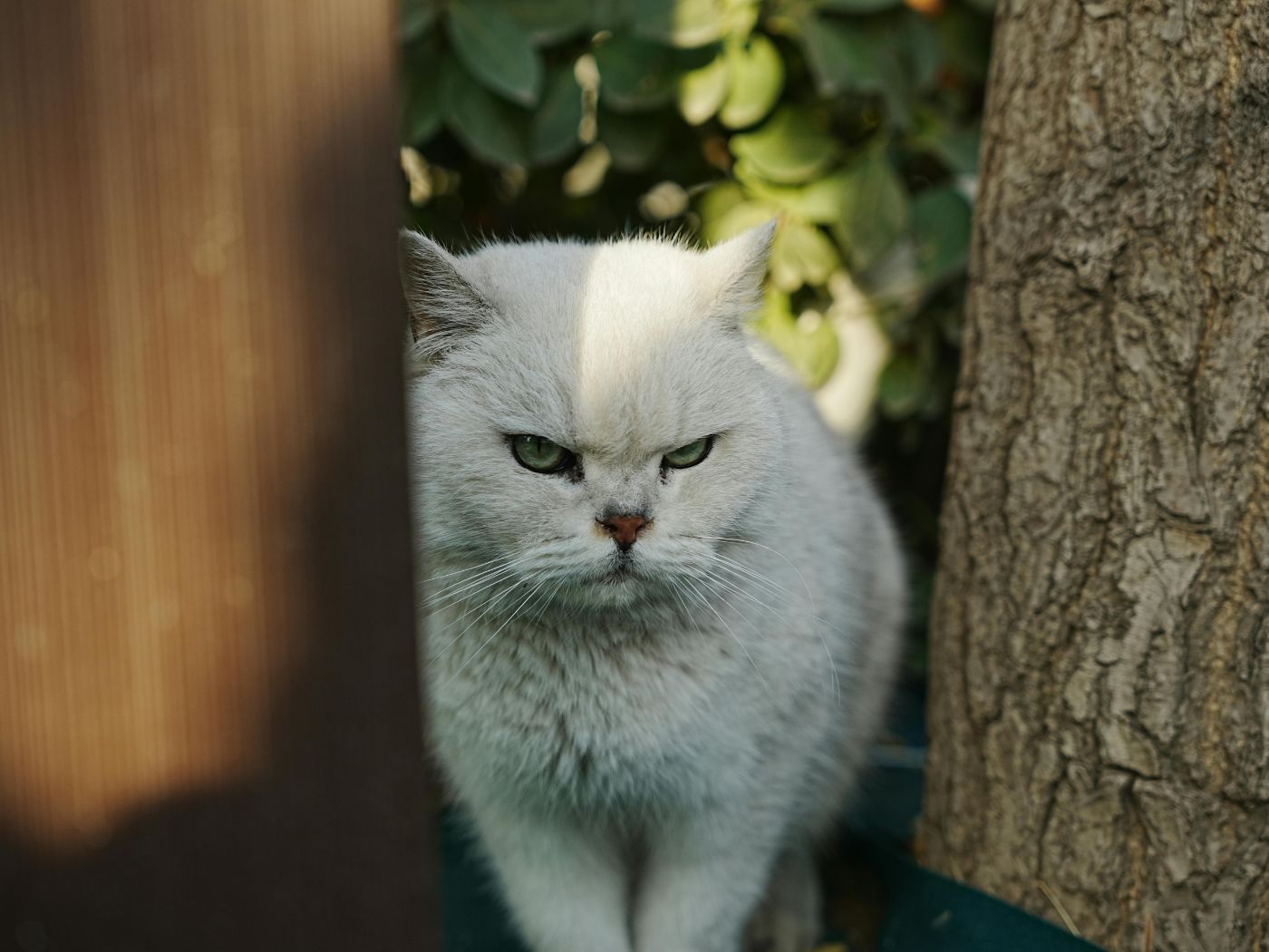 Respect Your Cat Day | March 28 - Calendarr