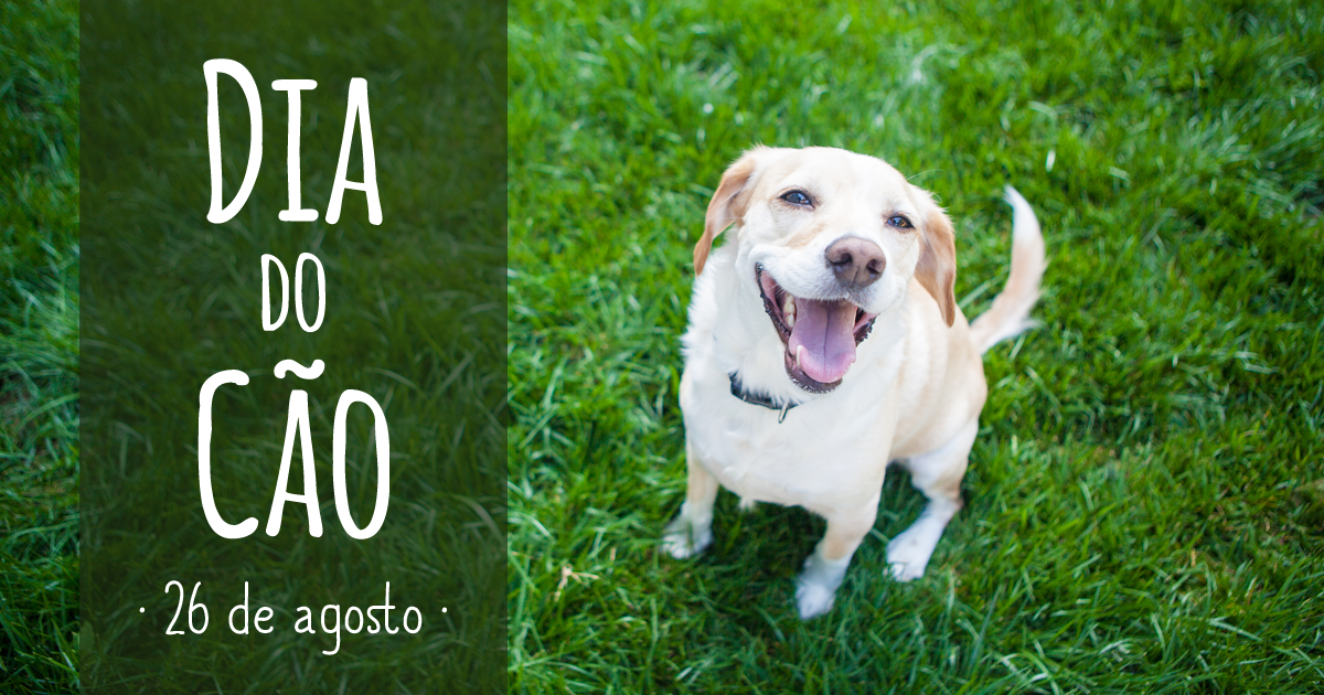 Dia do Cão | 26 de Agosto - Calendarr Dia do Cão | 26 de Agosto - Calendarr