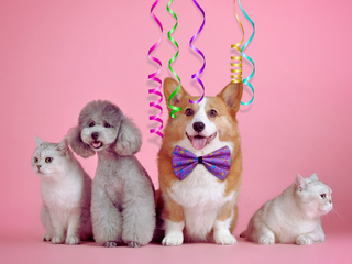 Dia dos Animais