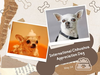 International Chihuahua Appreciation Day