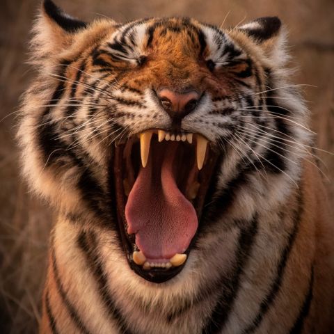 International Tiger Day