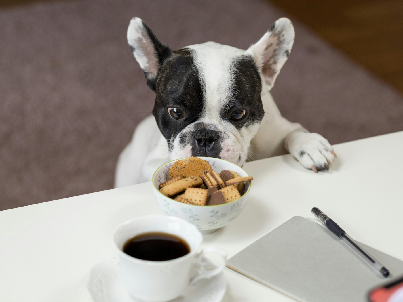 National Dog Biscuit Day
