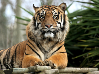 Dia Internacional do Tigre
