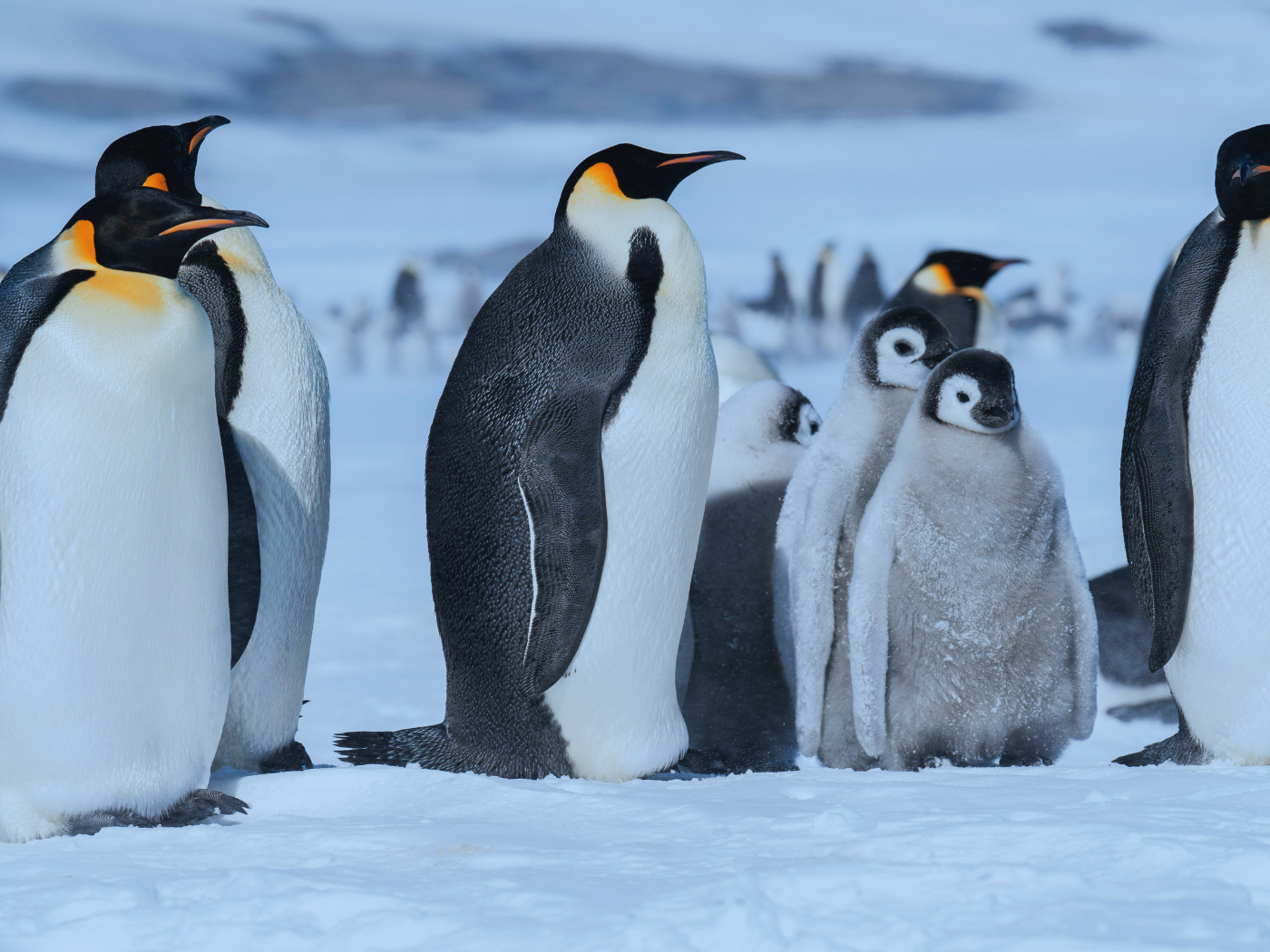 Dia Mundial do Pinguim