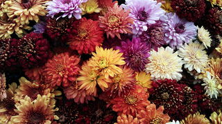 Día de los Muertos Día de los Muertos
