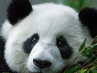 Día Internacional del Oso Panda