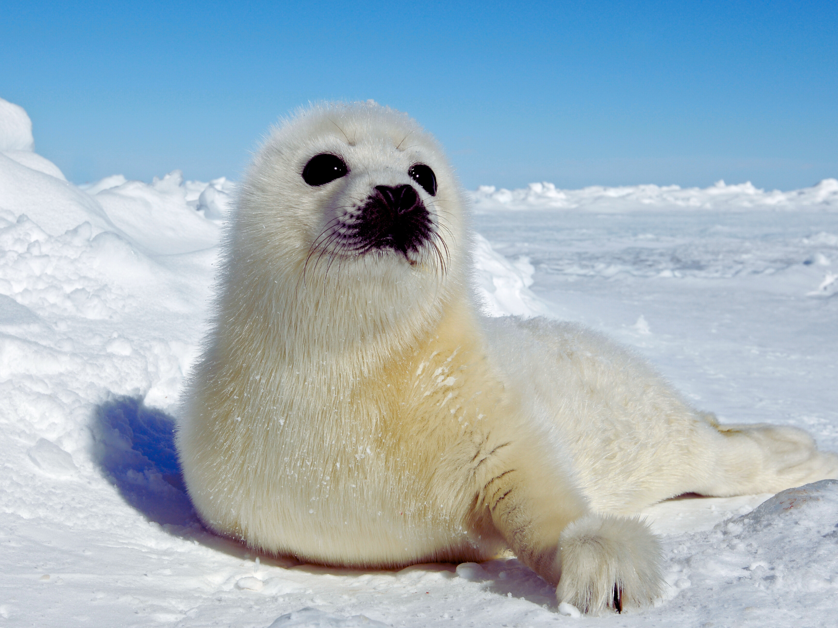 Día Mundial contra la Matanza de Focas