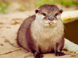 Día Mundial de la Nutria