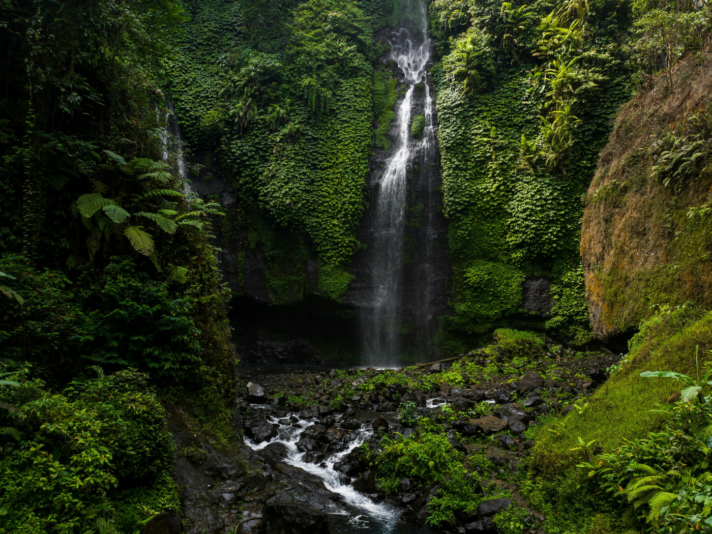 World Rainforest Day June 22 Calendarr