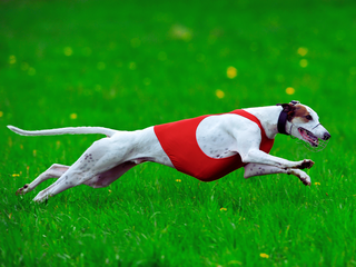 Día Mundial del Galgo