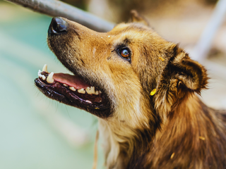 Día Internacional del Perro Callejero