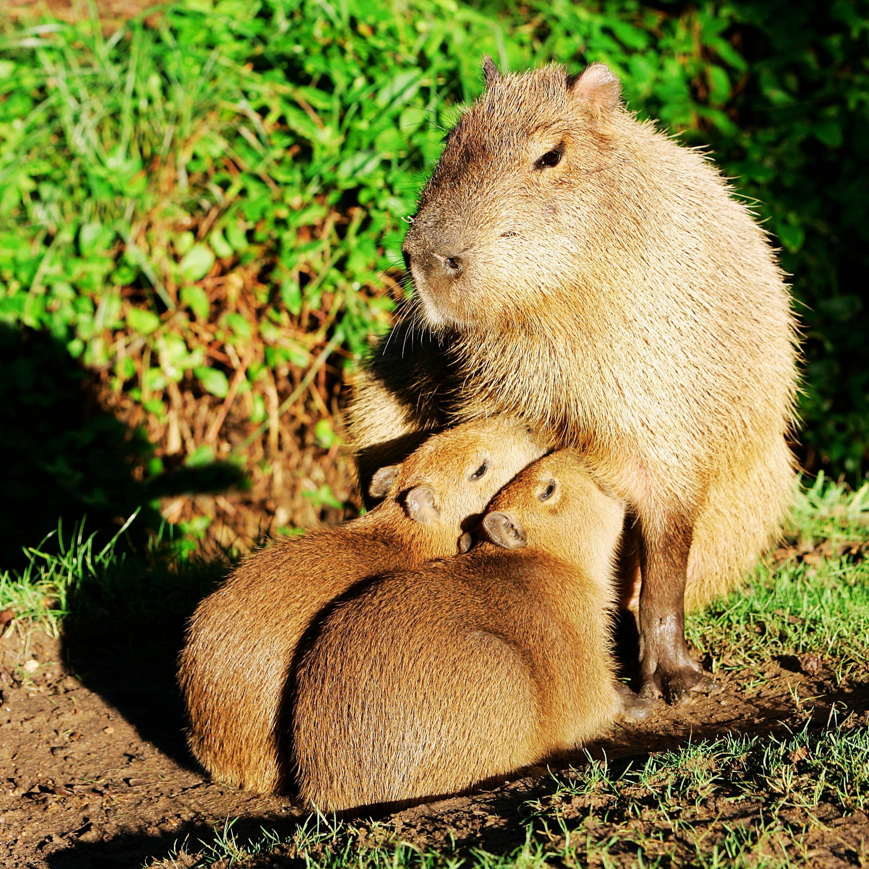 Día de Apreciación del Capibara