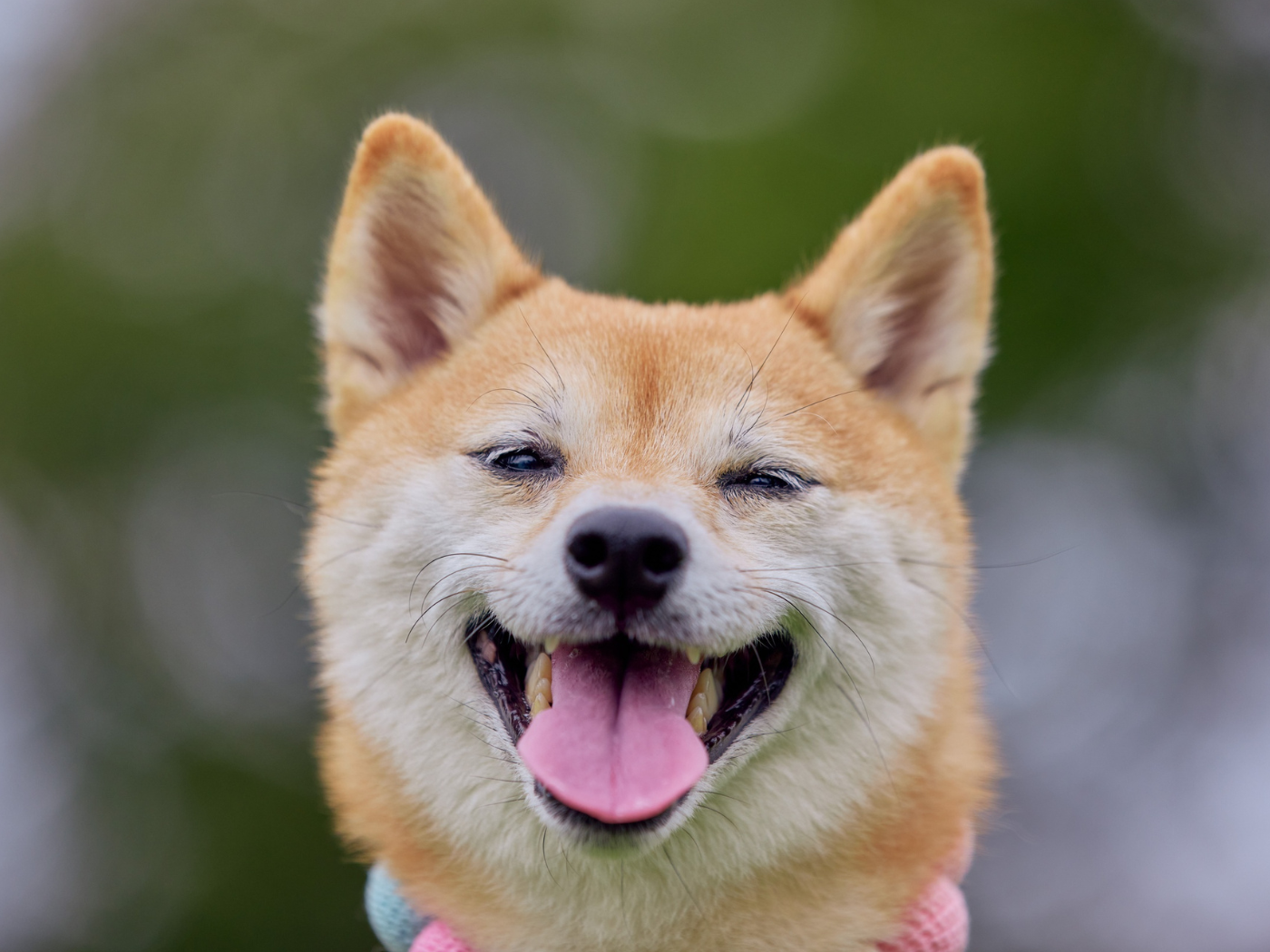 Noite do Encontro Canino