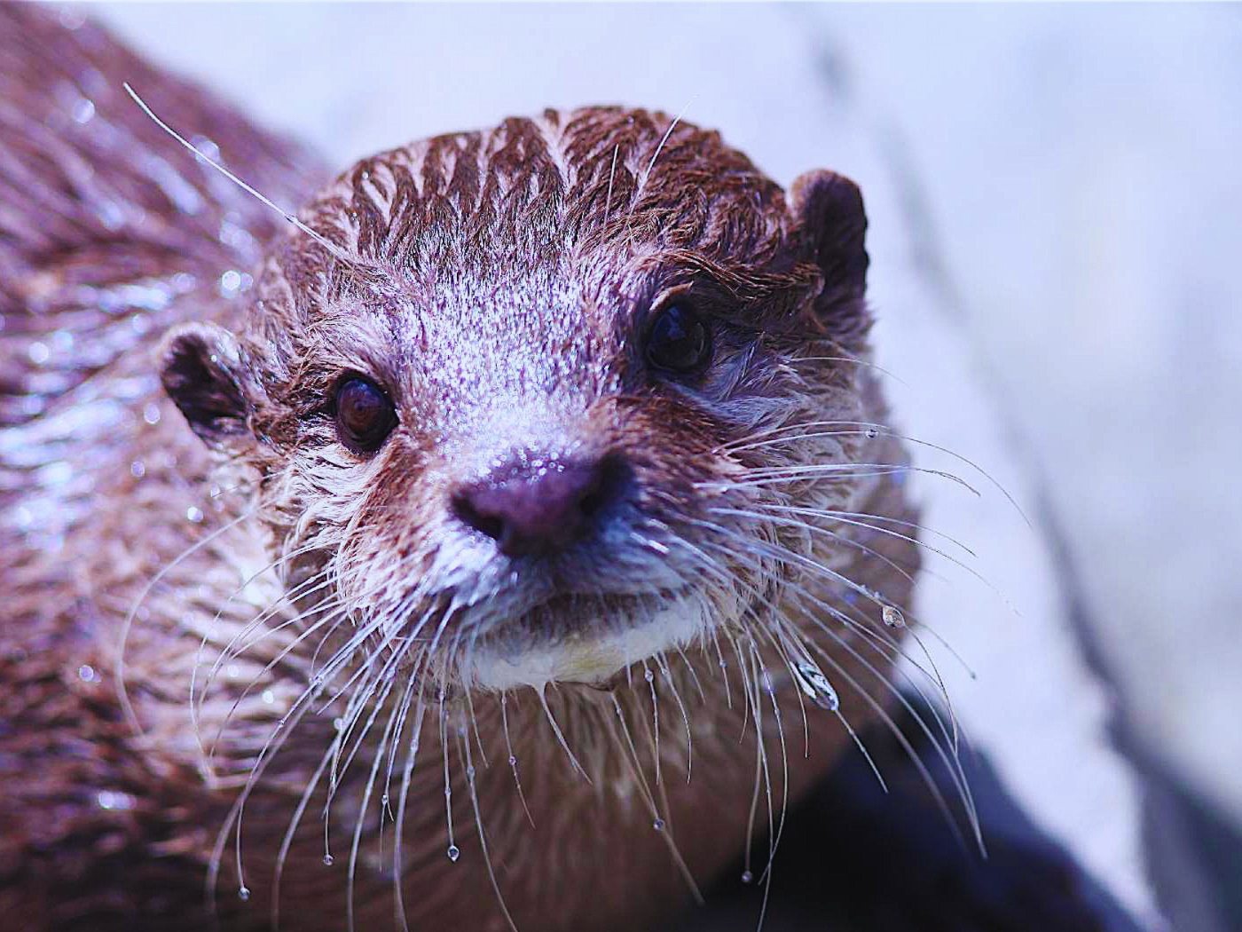 Dia Mundial da Lontra