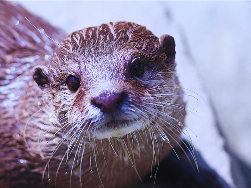 Dia Mundial da Lontra