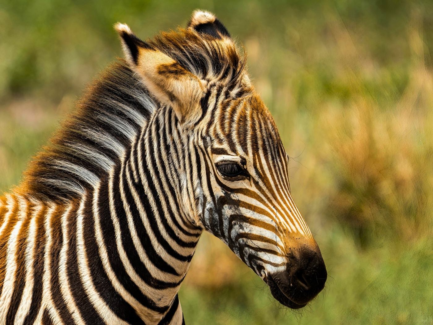 International Zebra Day