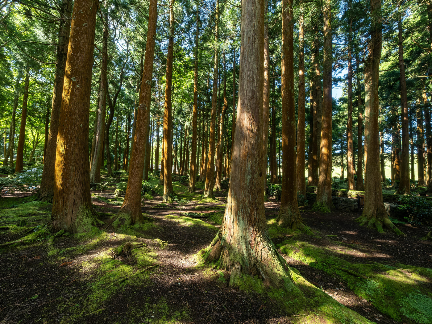 Dia Internacional das Florestas e da Árvore