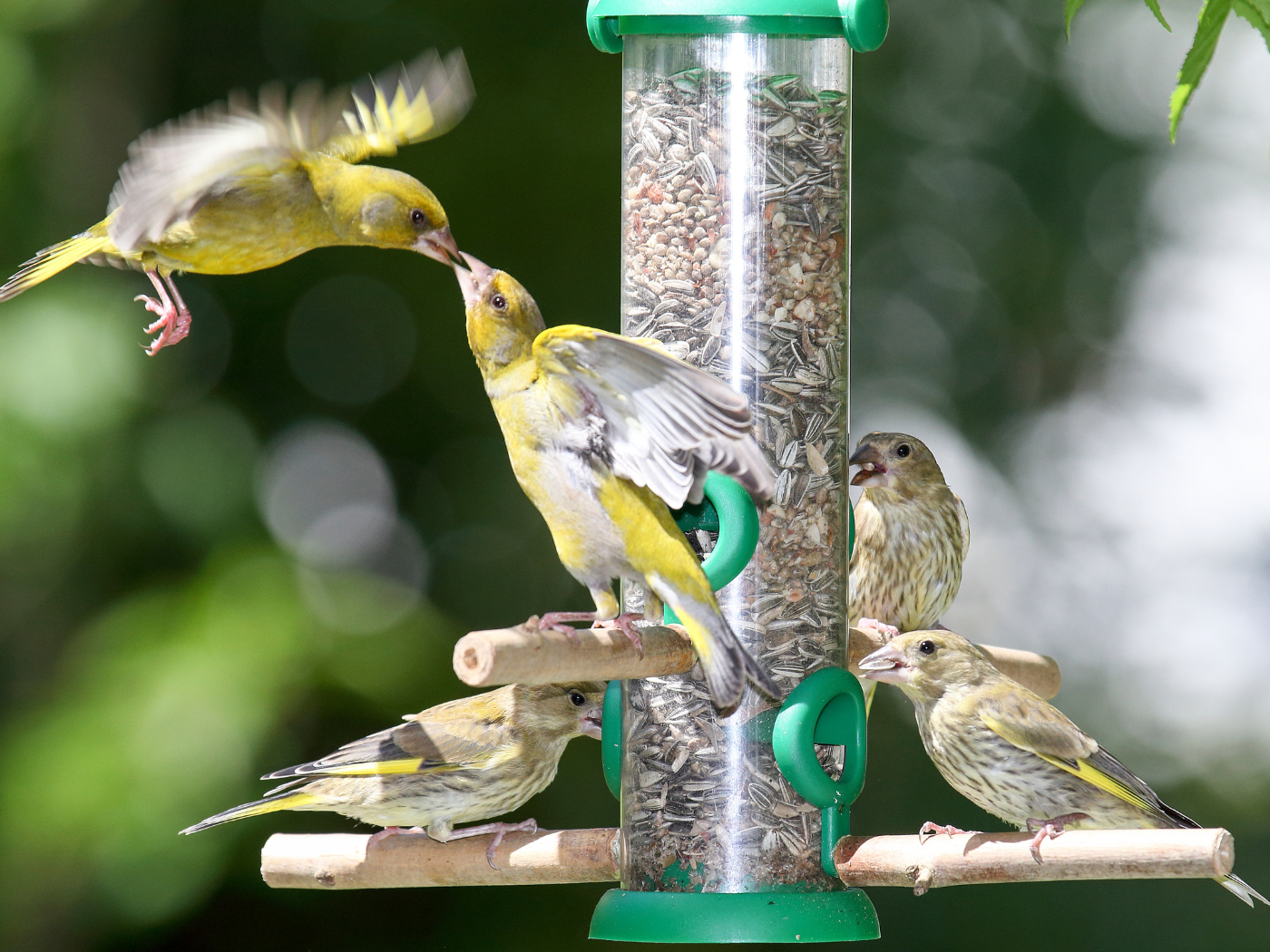 Dia de Alimentar os Pássaros