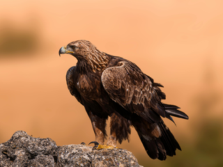 Día Nacional del Águila Real