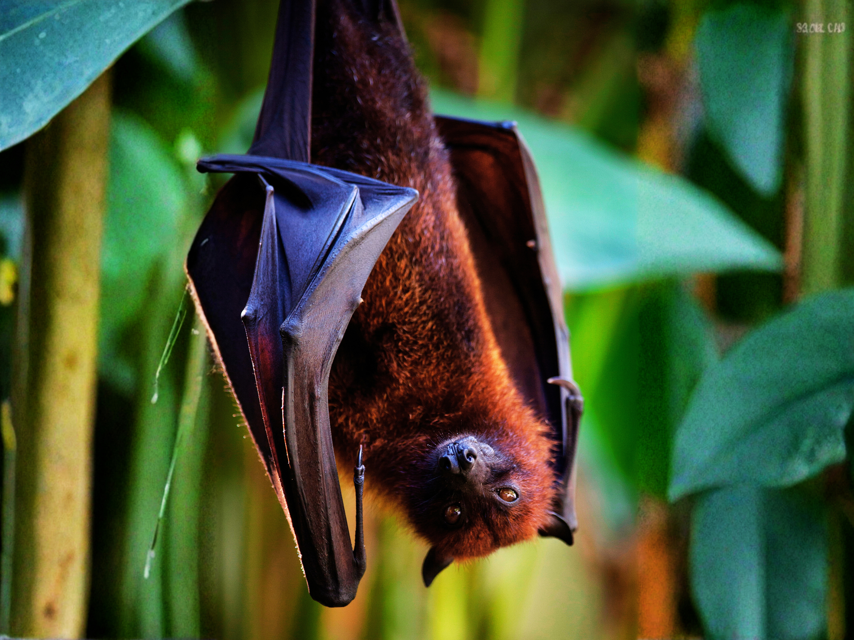 Día Internacional de Apreciación de los Murciélagos