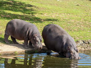 Dia Mundial do Hipopótamo