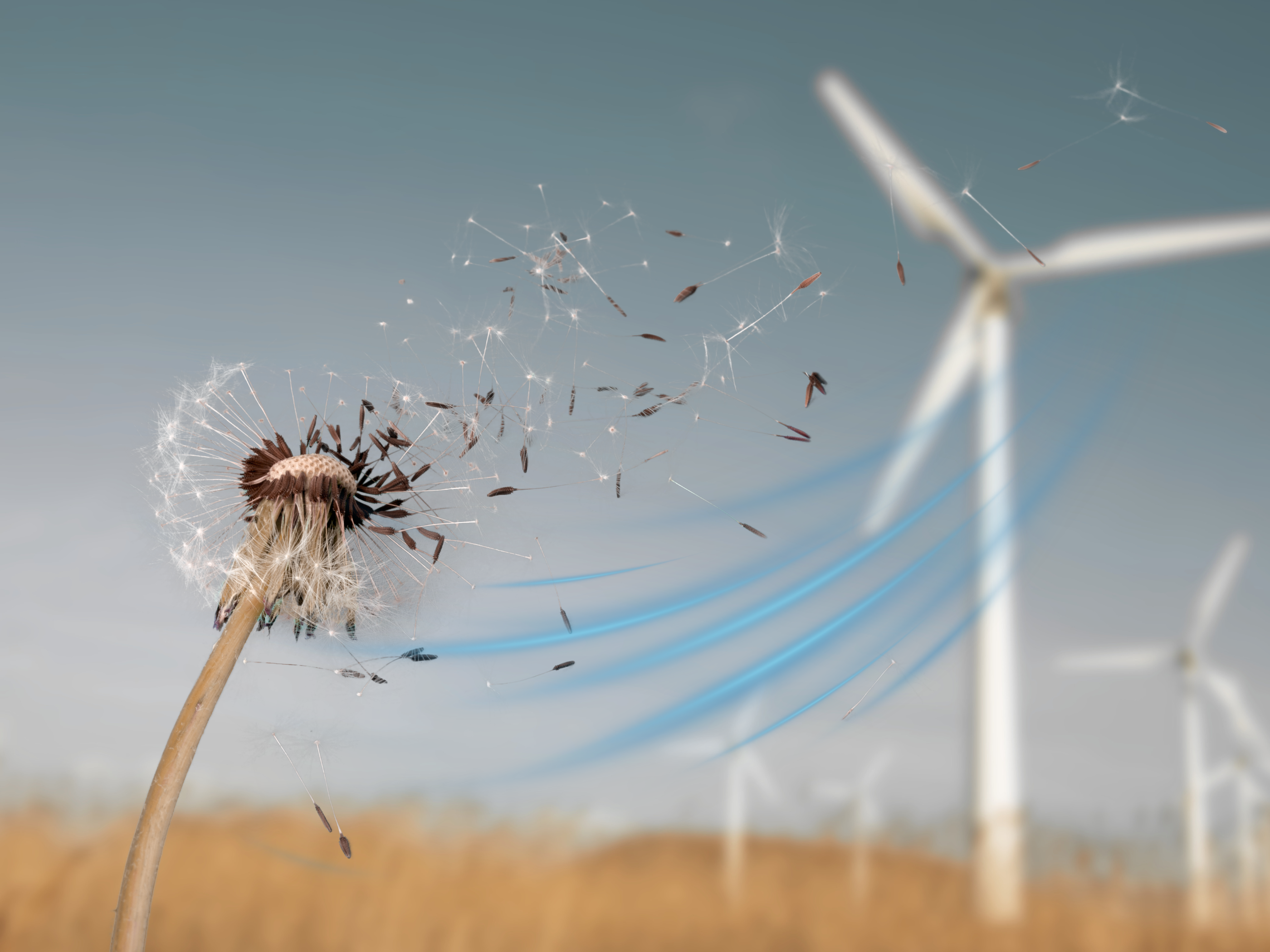 Día Mundial del Viento