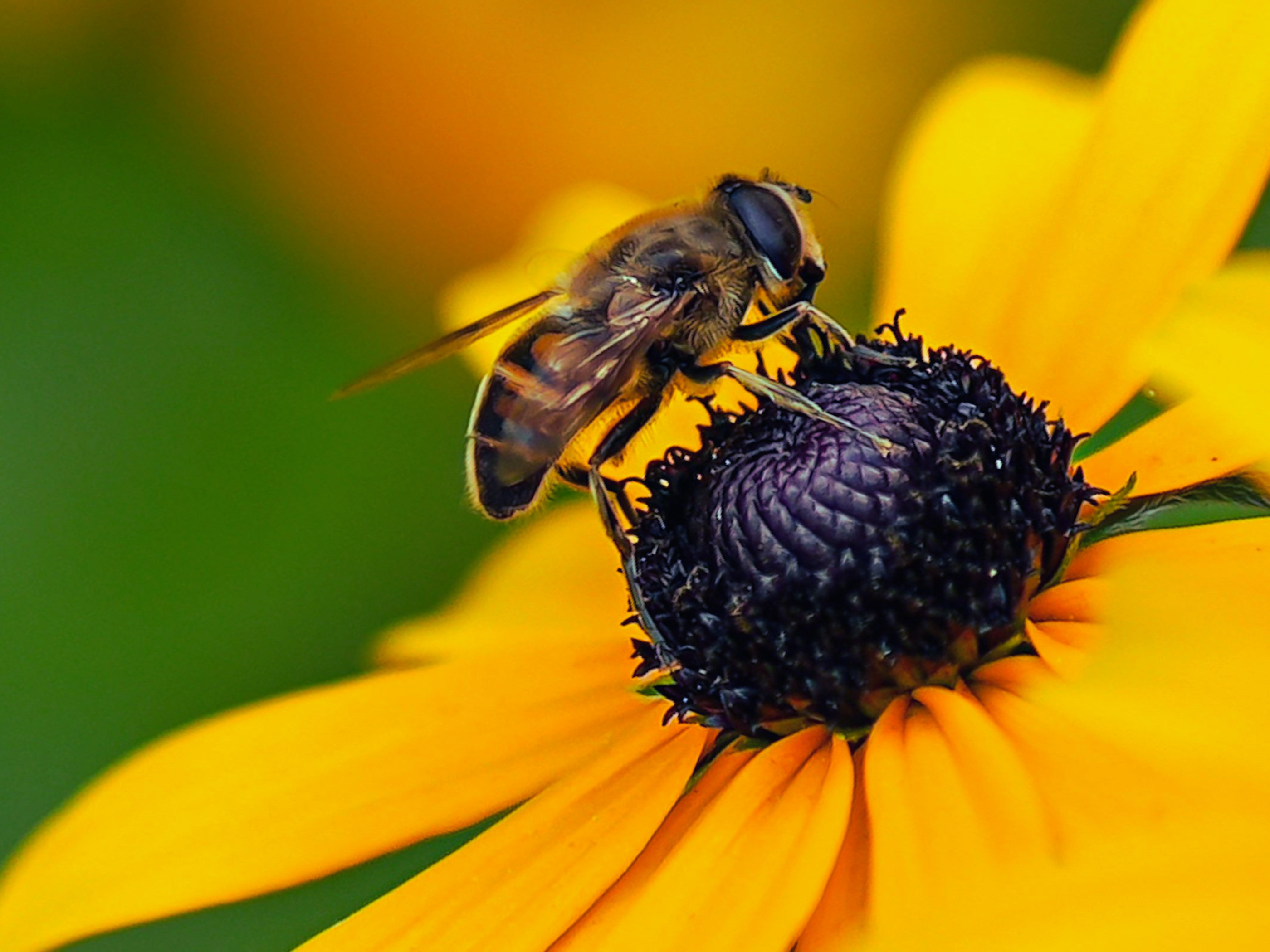 Día Mundial de las Abejas