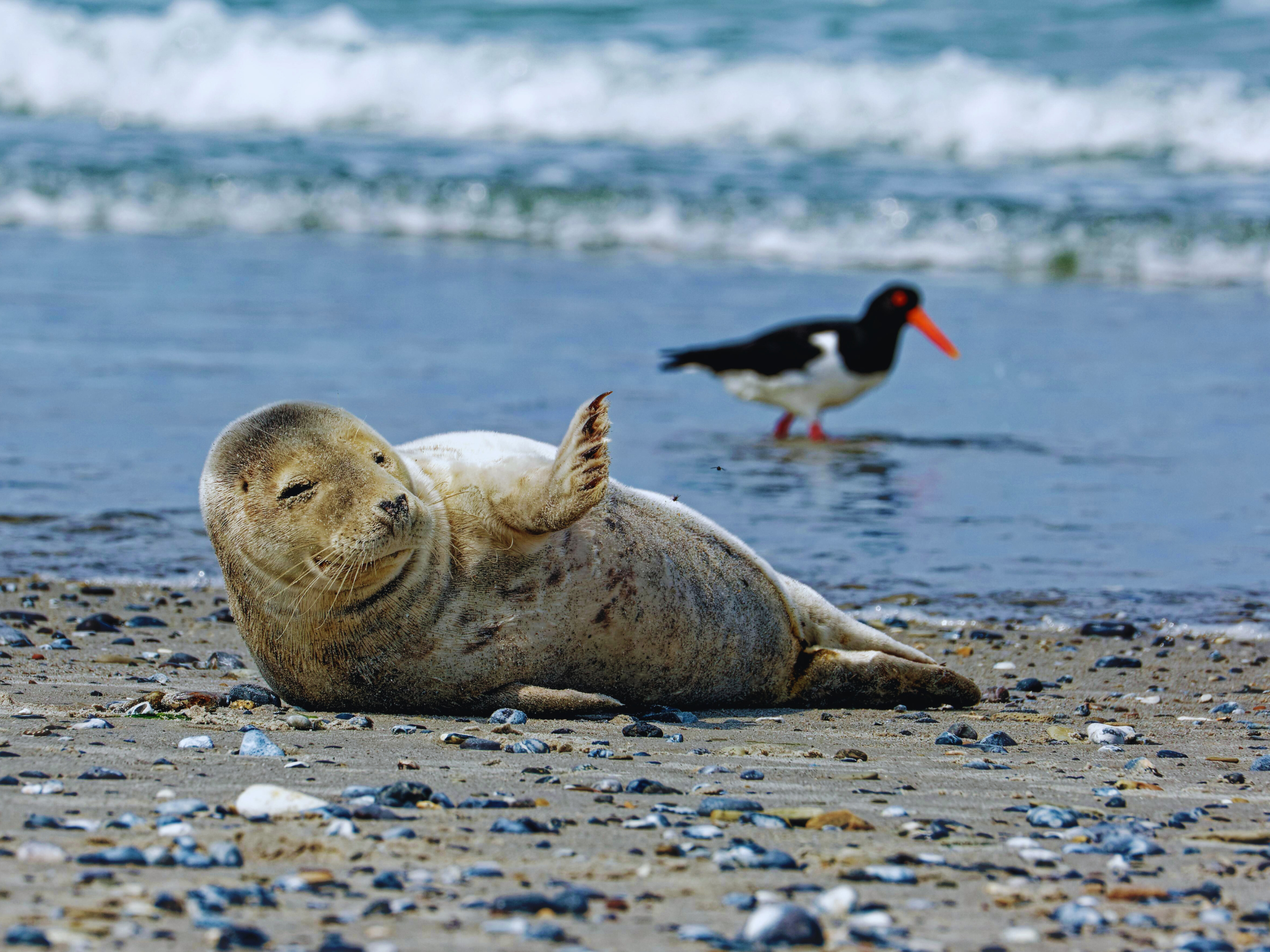 Día Internacional de las Focas