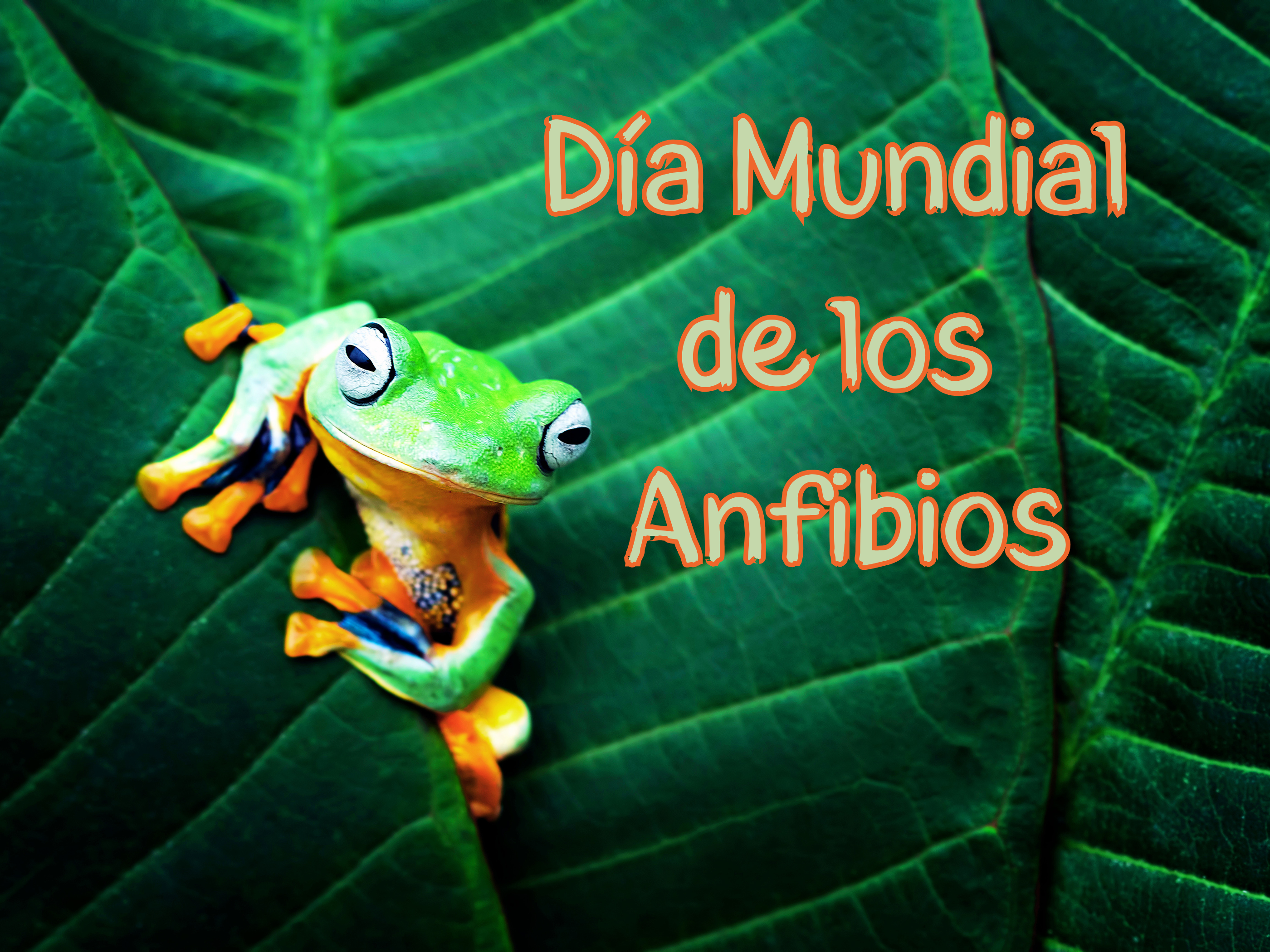 Día Mundial de los Anfibios