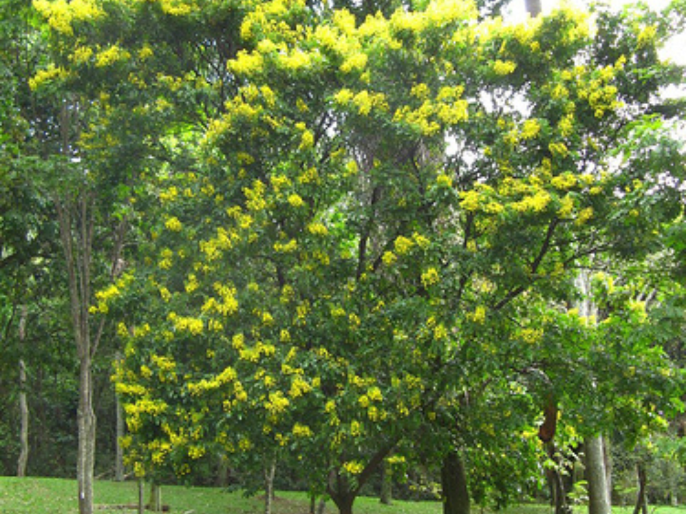 Dia do Pau-Brasil