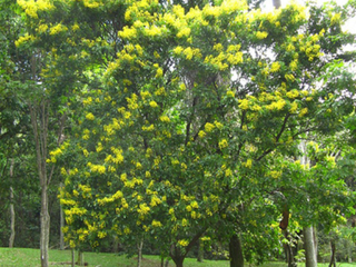 Dia do Pau-Brasil