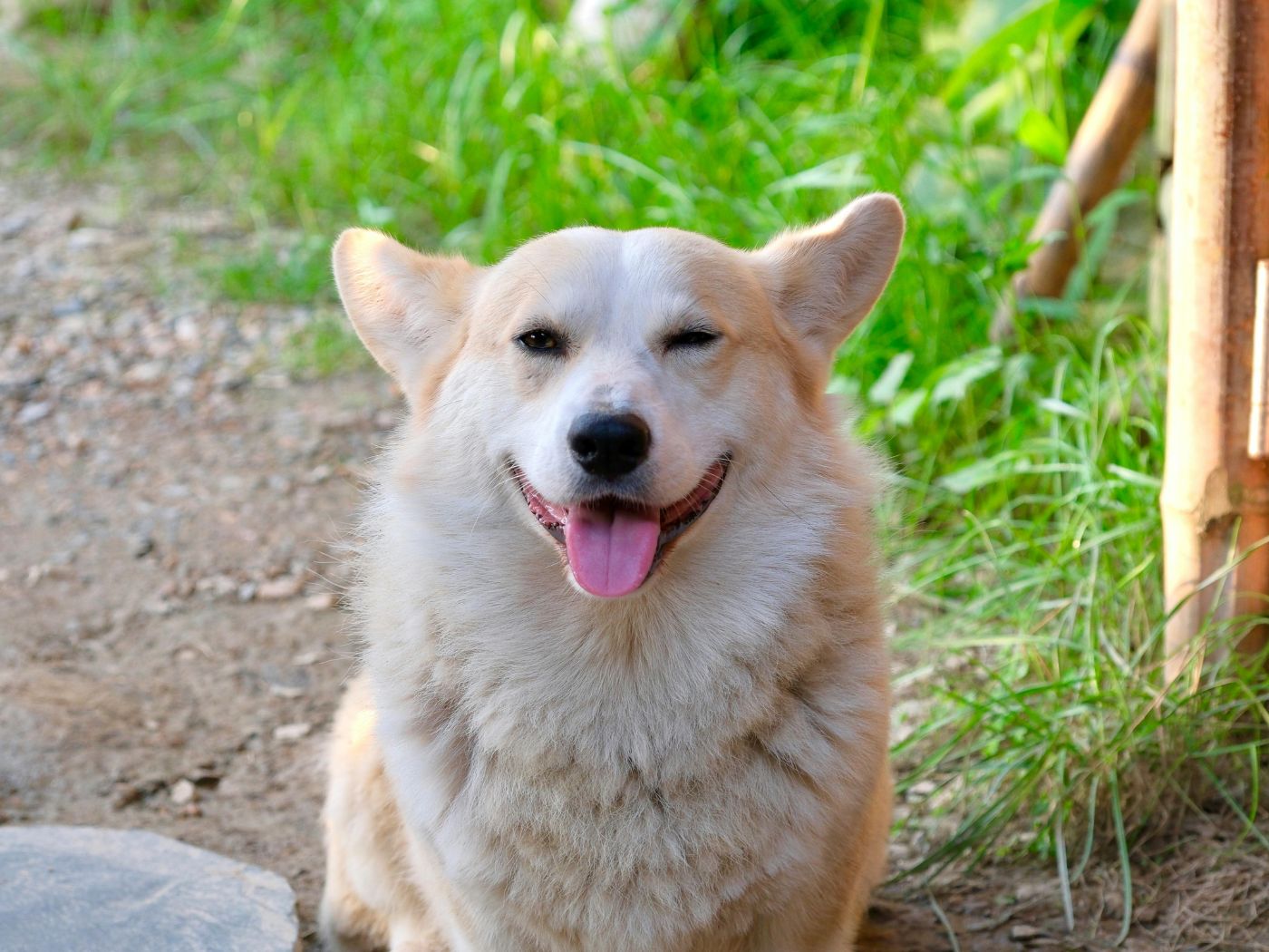International Corgi Day