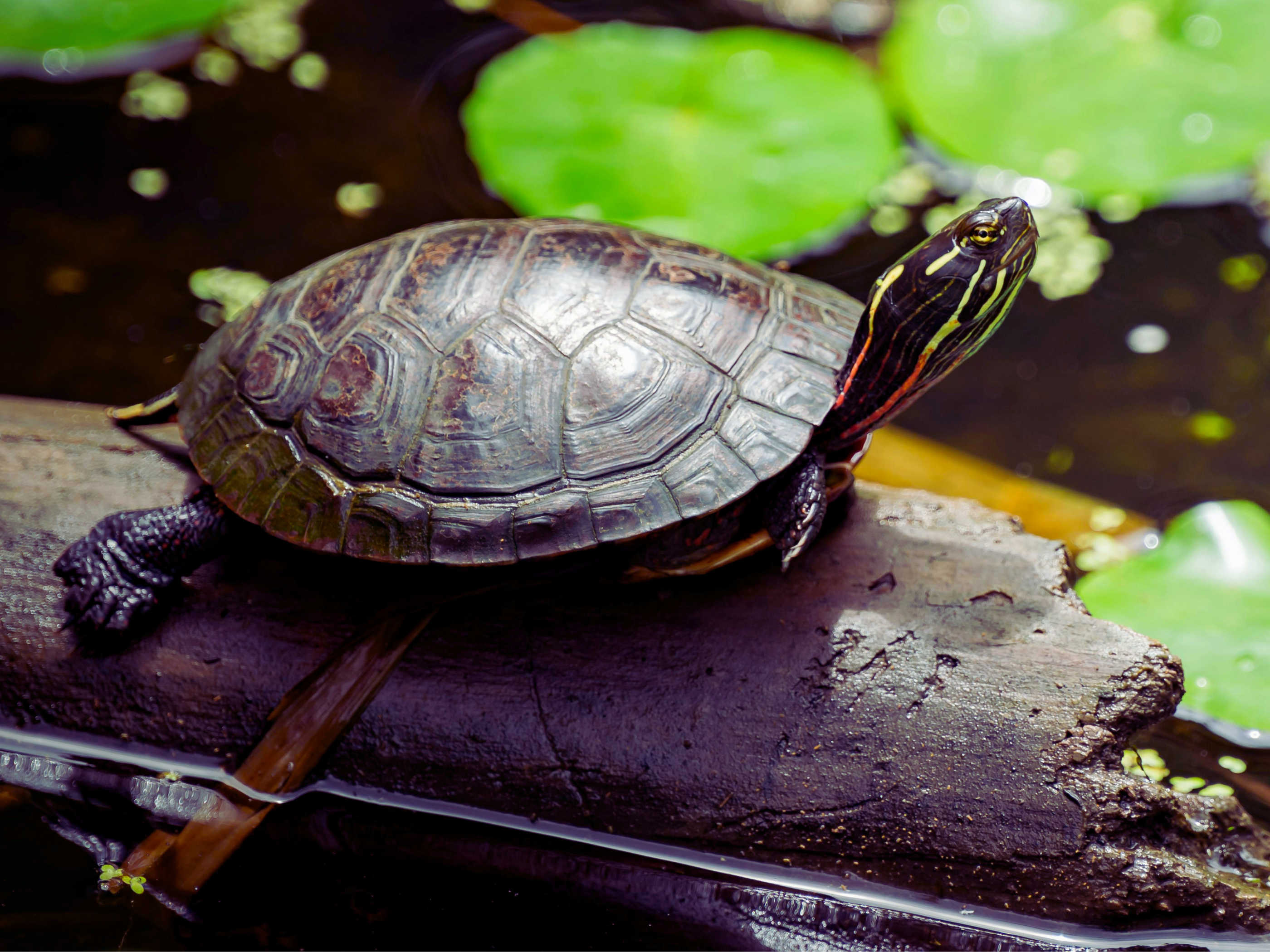 Día Mundial de la Tortuga