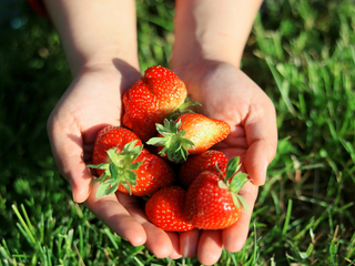National Strawberry Day