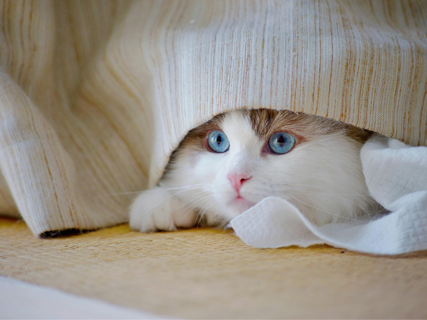 Dia Internacional do Gato Resgatado