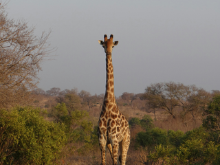 Dia Mundial da Girafa