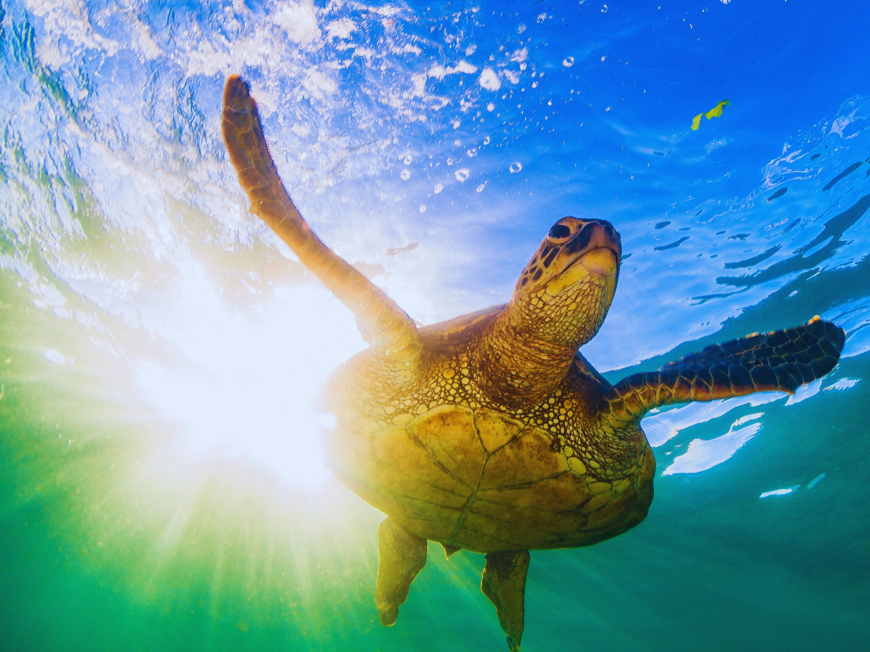 Día Mundial de las Tortugas Marinas