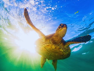 Día Mundial de las Tortugas Marinas