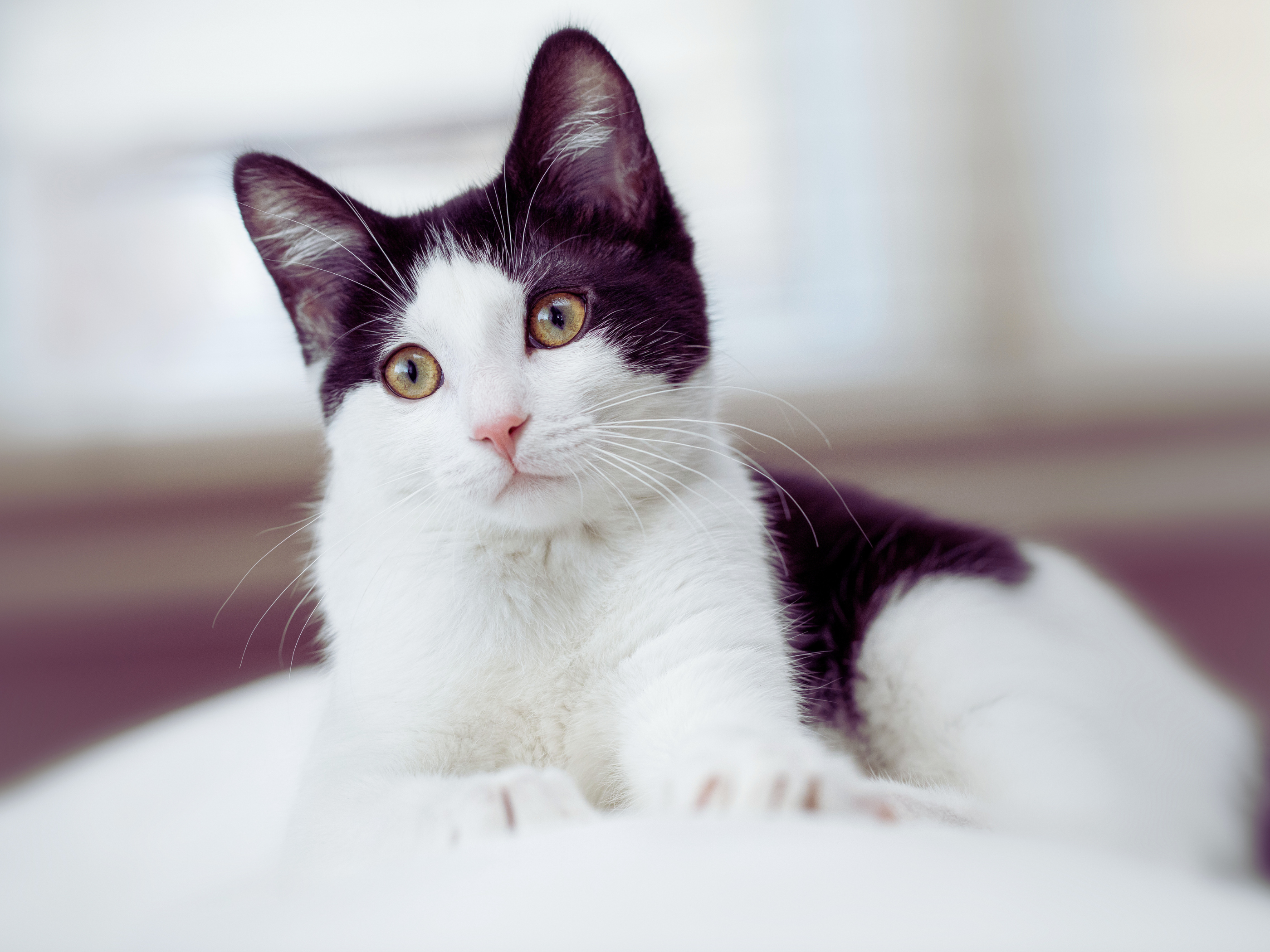 Día Internacional del Gato