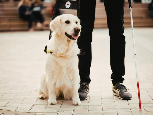 Día Internacional del Perro Guía