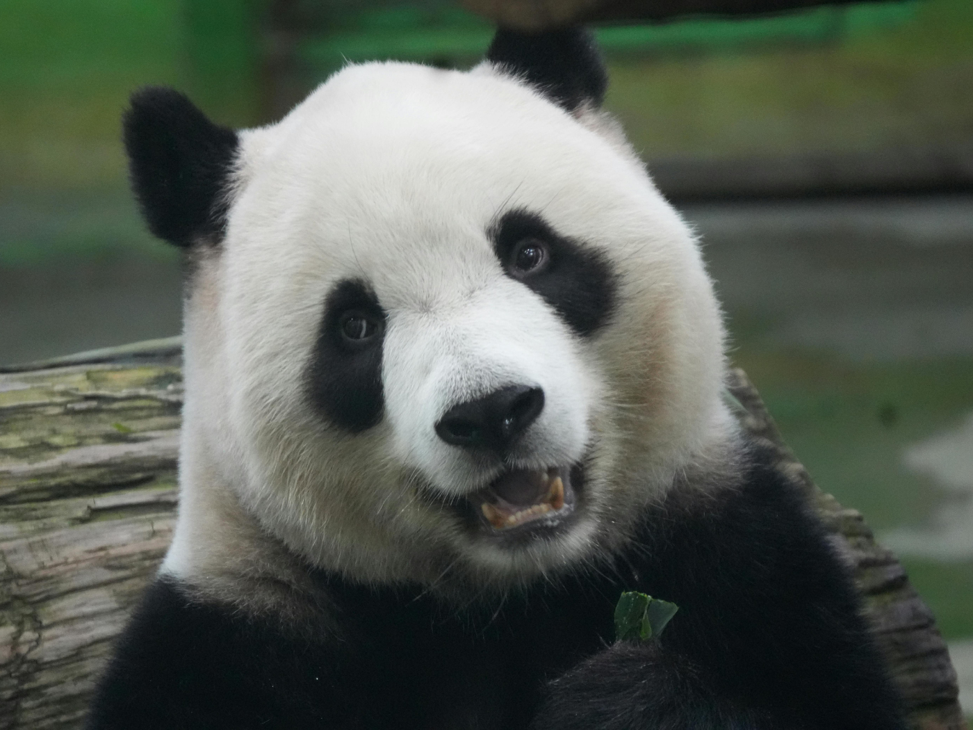 Dia Mundial do Panda