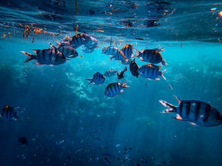 Dia Mundial da Migração dos Peixes