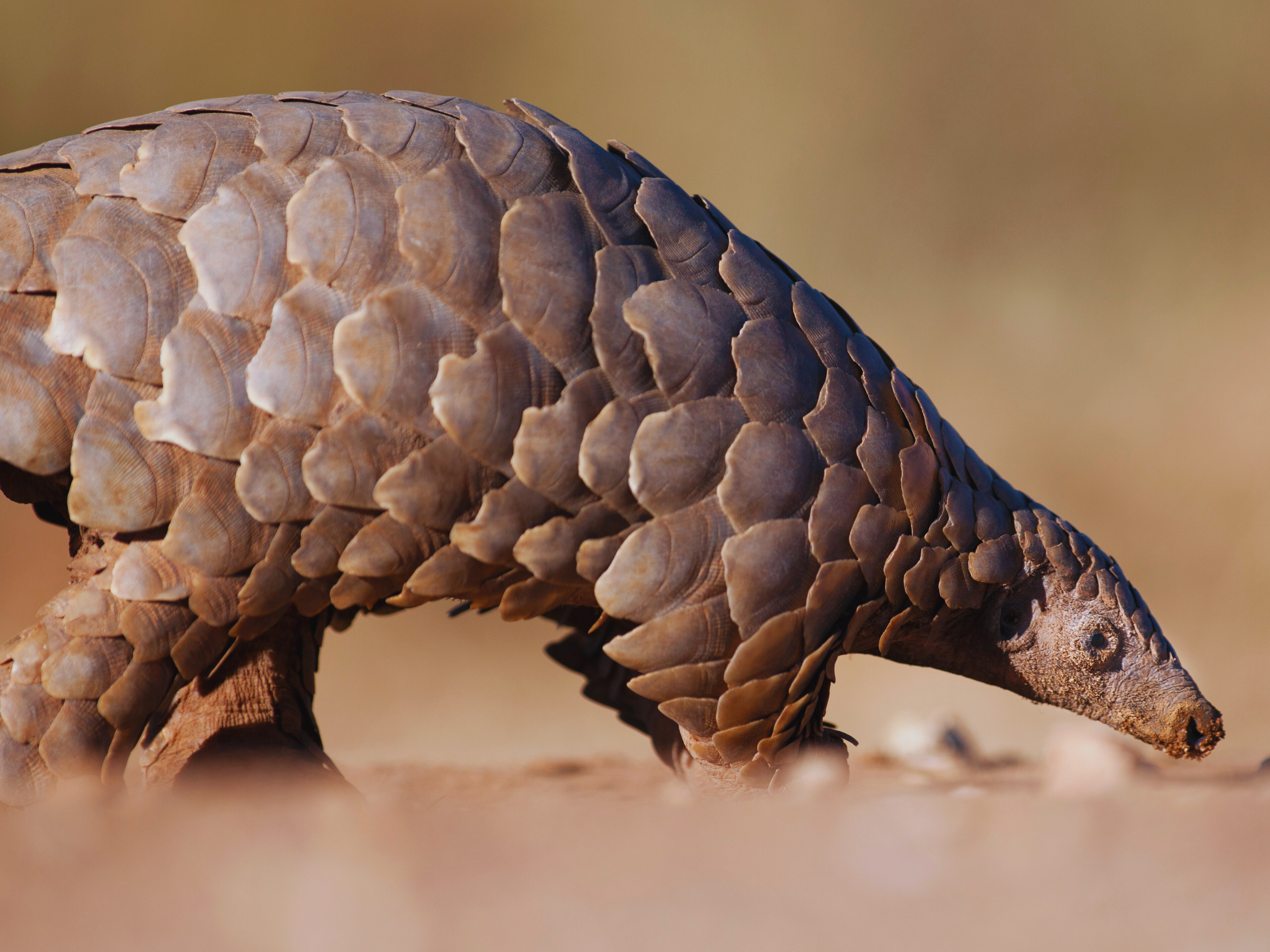 Día Mundial del Pangolín